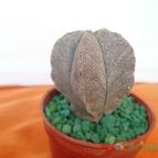 Collecion de quebracho1