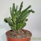 Collecion de quebracho1