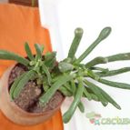 Collecion de quebracho1