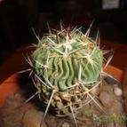 Collecion de quebracho1