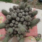 Collecion de quebracho1