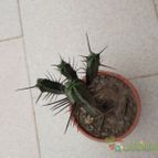 Collecion de quebracho1