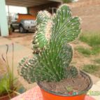 Collecion de quebracho1