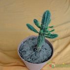 Collecion de quebracho1