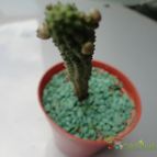 Collecion de quebracho1