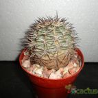 Collecion de quebracho1