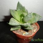 Collecion de quebracho1