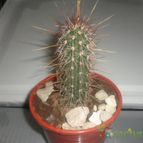 Collecion de quebracho1
