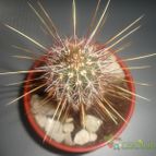 Collecion de quebracho1