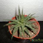 Collecion de quebracho1