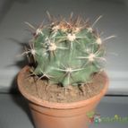 Collecion de quebracho1