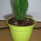 Collecion de quique
