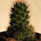 Collecion de quique