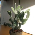 Collecion de quique