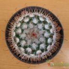 Collecion de quique