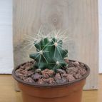 Collecion de quique
