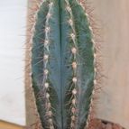 Collecion de quique