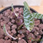 Collecion de quique