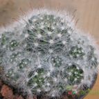 Collecion de quique
