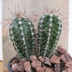 Collecion de quique
