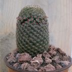 Collecion de quique