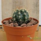 Collecion de quique