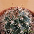 Collecion de quique