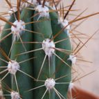 Collecion de quique
