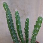 Collecion de quique