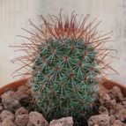 Collecion de quique