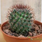 Collecion de quique