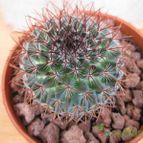 Collecion de quique