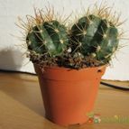 Collecion de quique