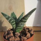 Collecion de quique