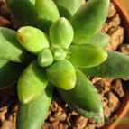 Collecion de quique