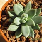 Collecion de quique