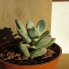 Collecion de quique
