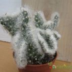 Collecion de quique
