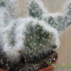 Collecion de quique