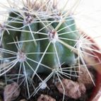 Collecion de quique
