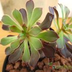 Collecion de quique