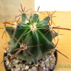 Collecion de quique