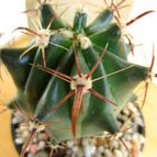 Collecion de quique