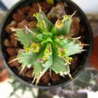 Collecion de quique