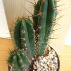 Collecion de quique