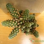 Collecion de quique