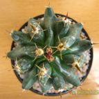 Collecion de quique
