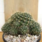 Collecion de quique