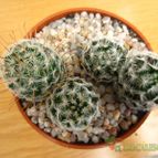 Collecion de quique