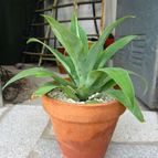 Collecion de quique